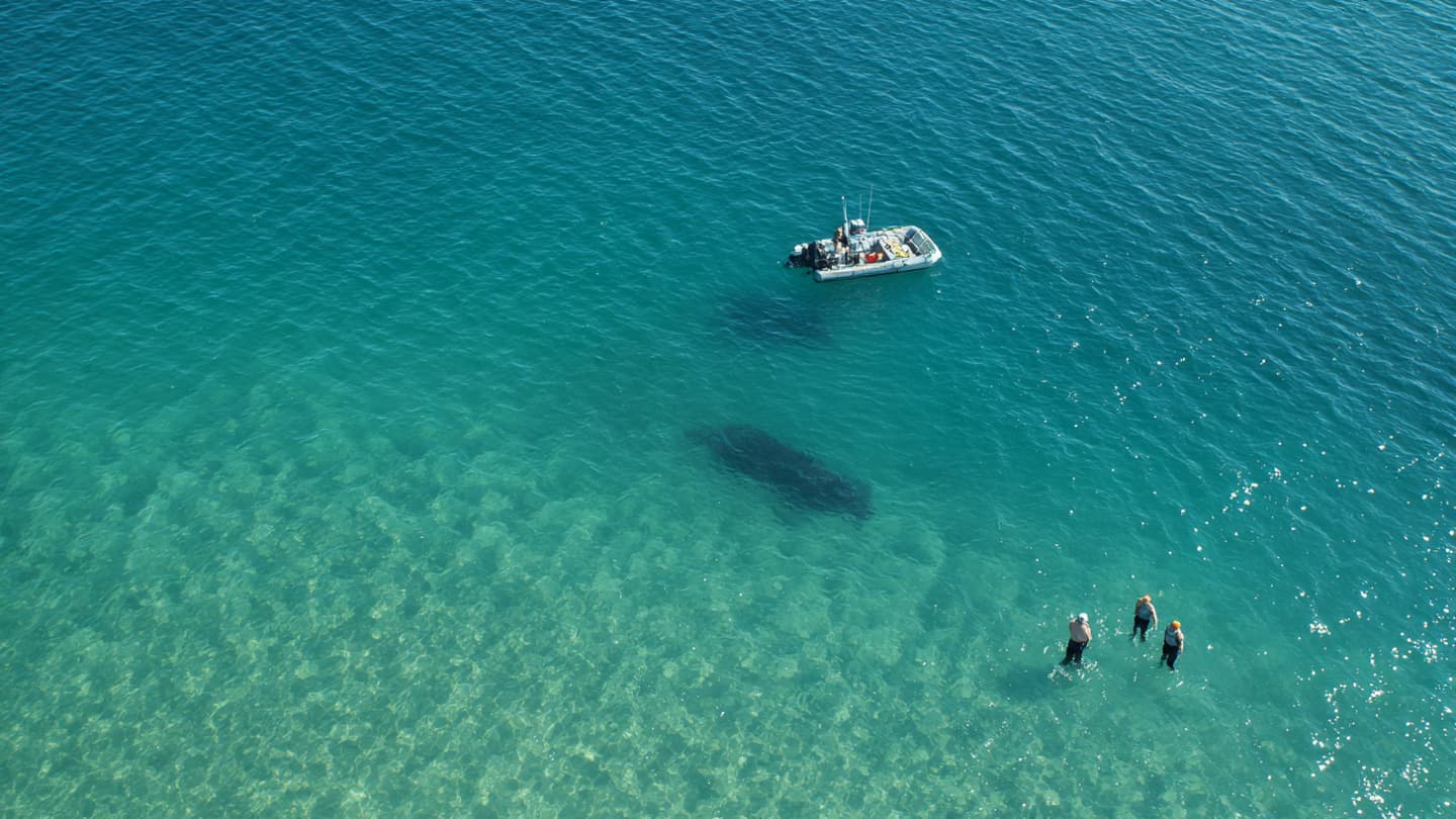 Scientists Seek New Ways to Manage Whale Carcasses Near Coastal Waters